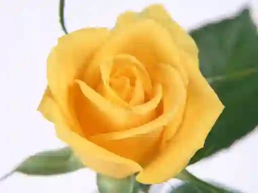 שפּיל Yellow Roses אָנליין