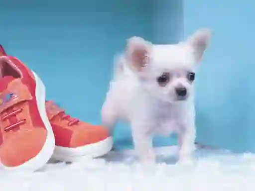שפּיל Lovely Puppy Puzzle אָנליין