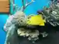 שפּיל Big fish eats small אָנליין