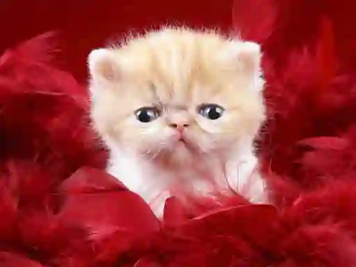 שפּיל Funny Kitty אָנליין