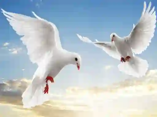 שפּיל Flying Birds אָנליין