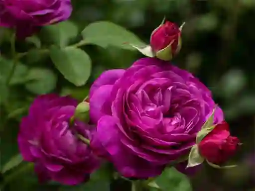 שפּיל Purple Roses אָנליין