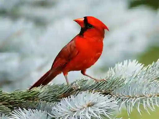 שפּיל Birds Puzzle אָנליין