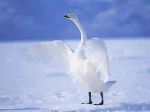 שפּיל Graceful Swans אָנליין