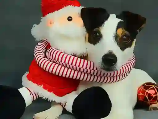 שפּיל Funny Christmas Dogs אָנליין