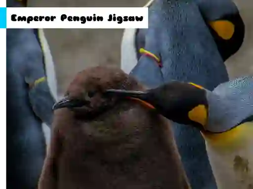 שפּיל Emperor Penguin Jigsaw אָנליין