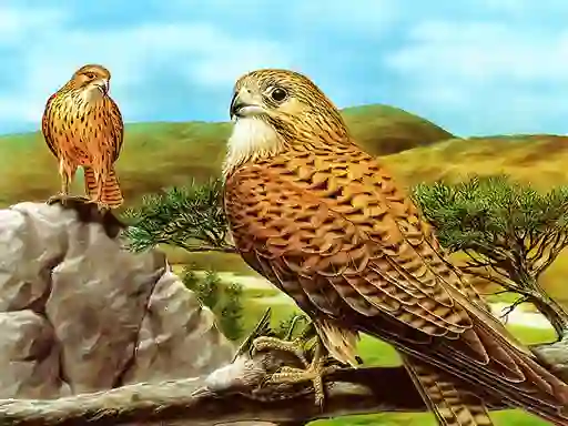 שפּיל Birds of Prey Slide אָנליין