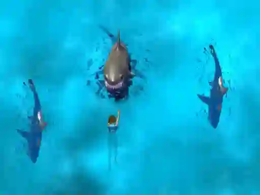 שפּיל Avoid the Sharks אָנליין