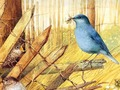 שפּיל זלַאזַאּפ טסנוק :לגייפ  אָנליין