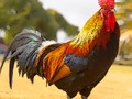שפּיל שינעטער לגייפ רעניד  אָנליין